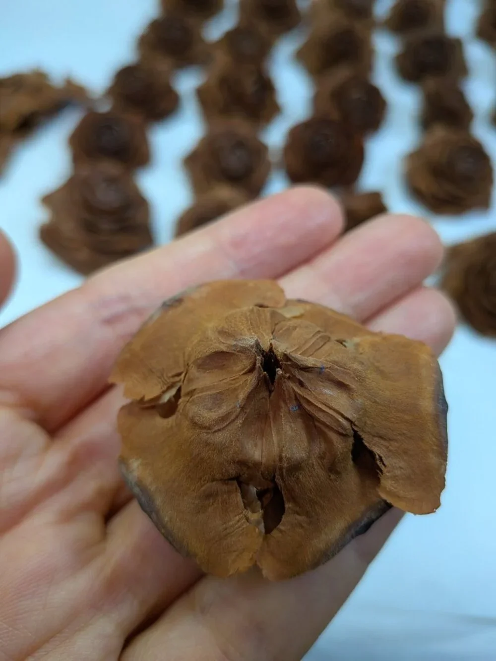 30 Real Cedar Rose Cones Natural Wooden Flowers Crafting & Wreath Supply